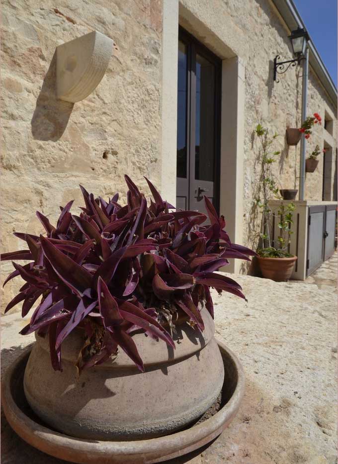 pianta
